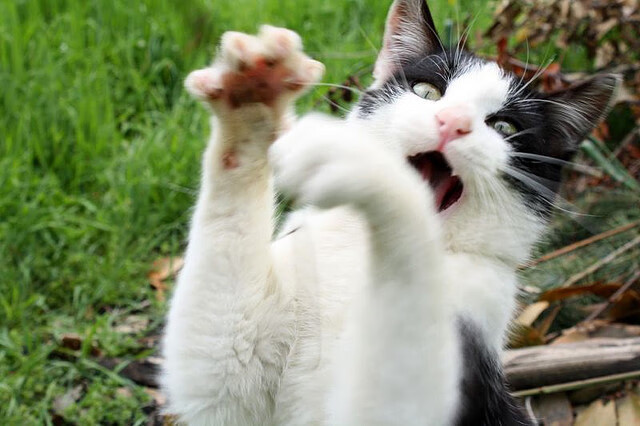 亚冠联赛中国青年队逆袭 球员评分成为焦点,亚冠都上青年队