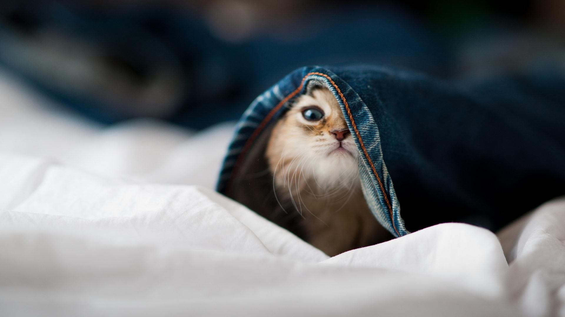 封盖与突破联盟最炸裂对抗集锦，封盖犯规吗